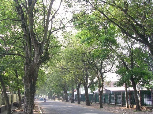 Pohon Pelindung di Tepi Jalan Kota Medan Tidak Tumbang
